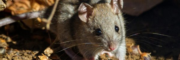 Express Drainage Surveys engineer working