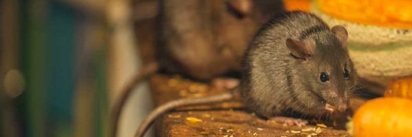 Express Drainage Surveys engineer working