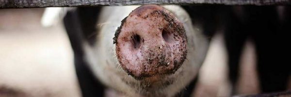 Express Drainage Surveys engineer working