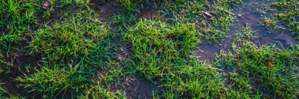 How To Drain A Waterlogged Lawn